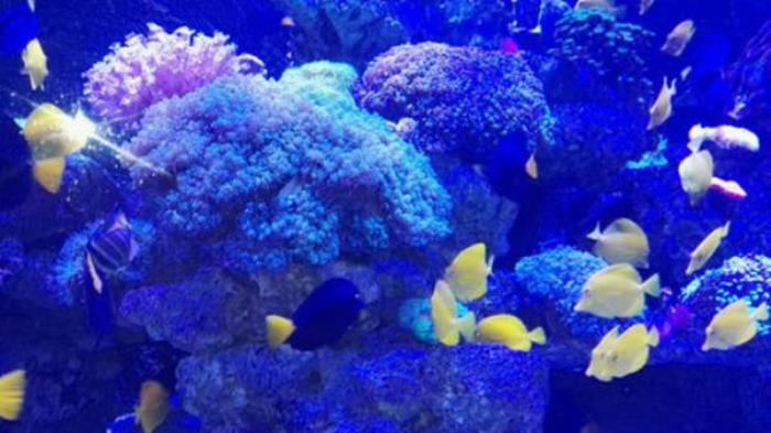 正佳極地海洋世界 正佳極地海洋世界