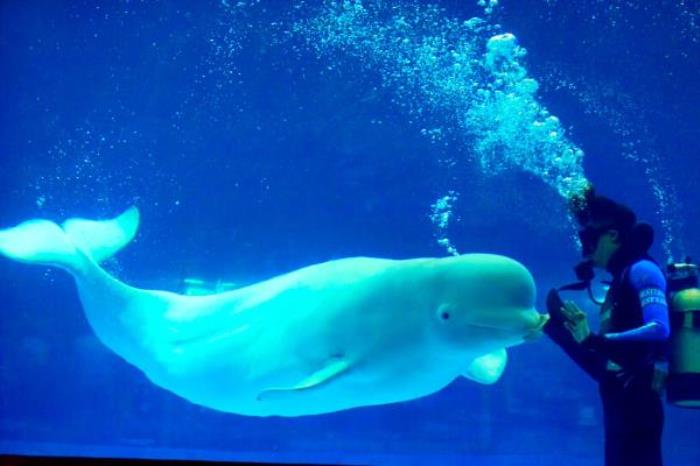 正佳極地海洋世界 正佳極地海洋世界