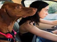 惠州旅游私人導(dǎo)游影視經(jīng)紀人受璐佩