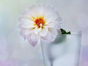 禁欲黑色系微信女頭很洋氣 與眾不同的暗黑