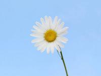 大連伴游旅行咨詢有限公司