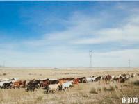 西烏珠穆沁草原