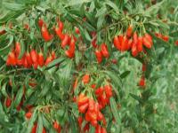 寧夏地方特產(chǎn)美食推薦