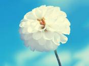 大連伴游旅行咨詢有限公司