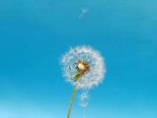 大連伴游旅行咨詢有限公司