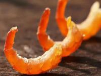 長島有哪些特產(chǎn)美食