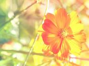 甜美系女頭軟乎乎可愛(ài)很特別 超愛(ài)用的女頭